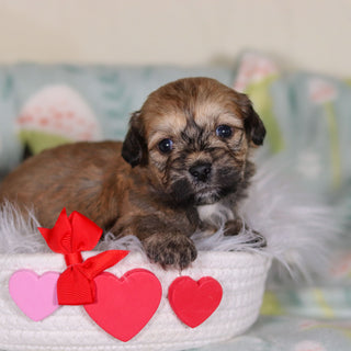 Blaze - Available 3/12