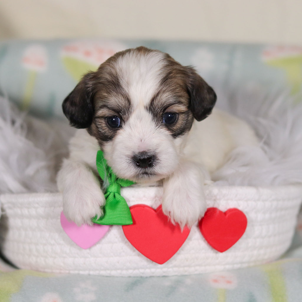 Barrett - Available 3/12