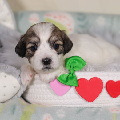 Barrett - Available 3/12