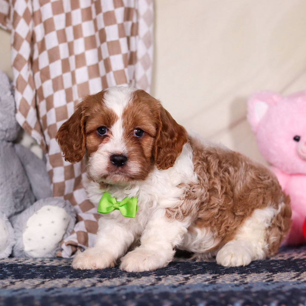 Bowen - Available 3/19