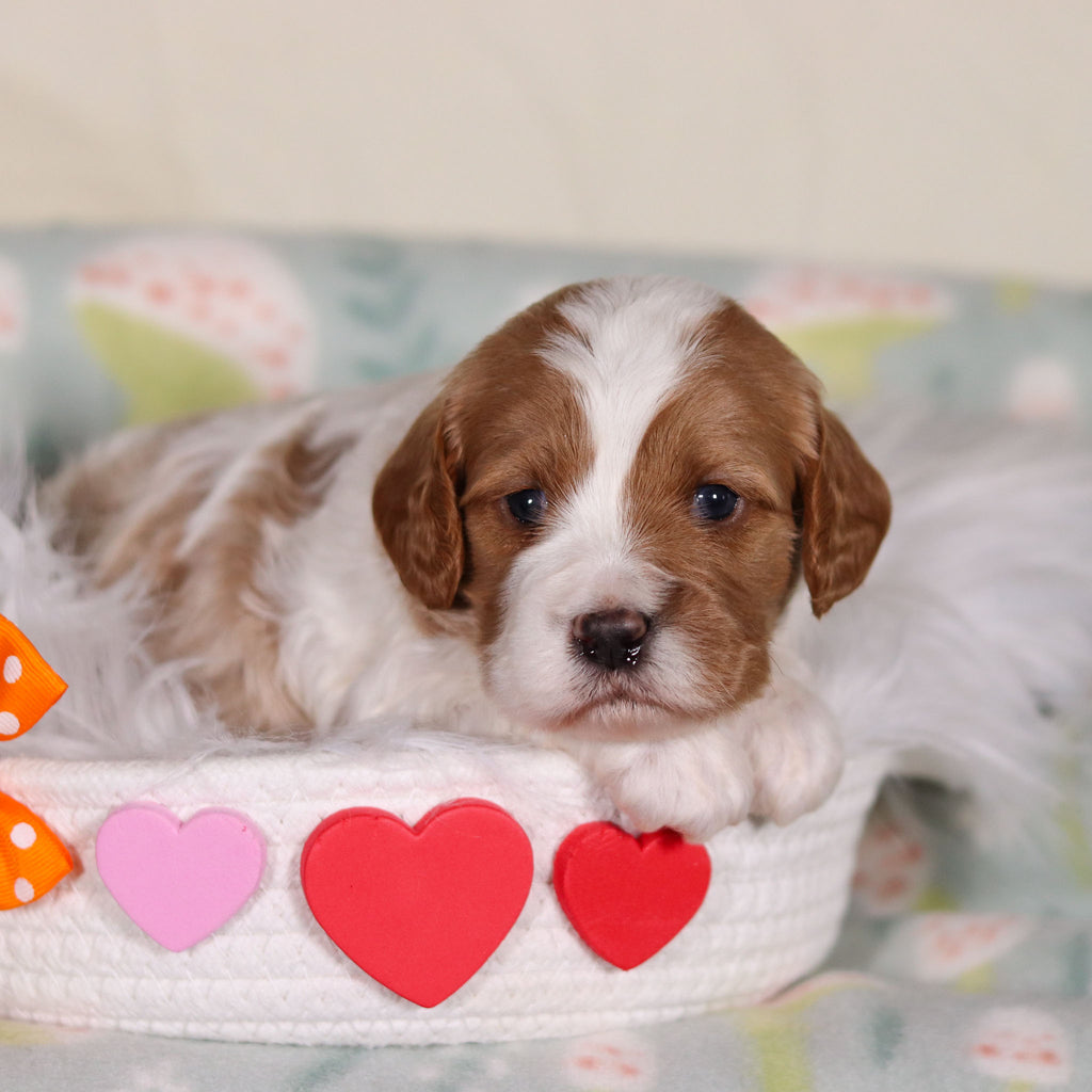 Bowen - Available 3/19