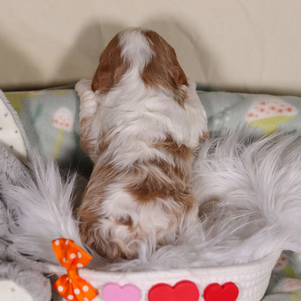 Bowen - Available 3/19