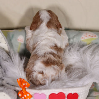 Bowen - Available 3/19