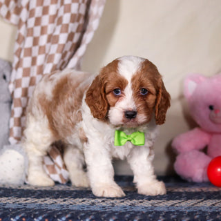 Bowen - Available 3/19