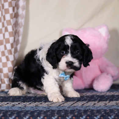 Bodie - Available 3/19