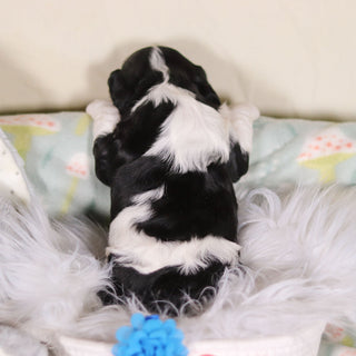 Bodie - Available 3/19