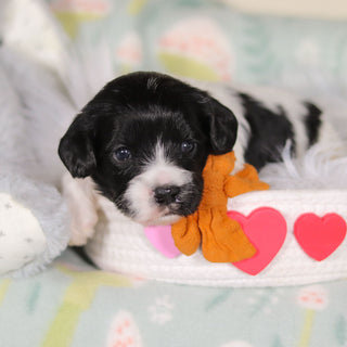 Baker - Available 3/19