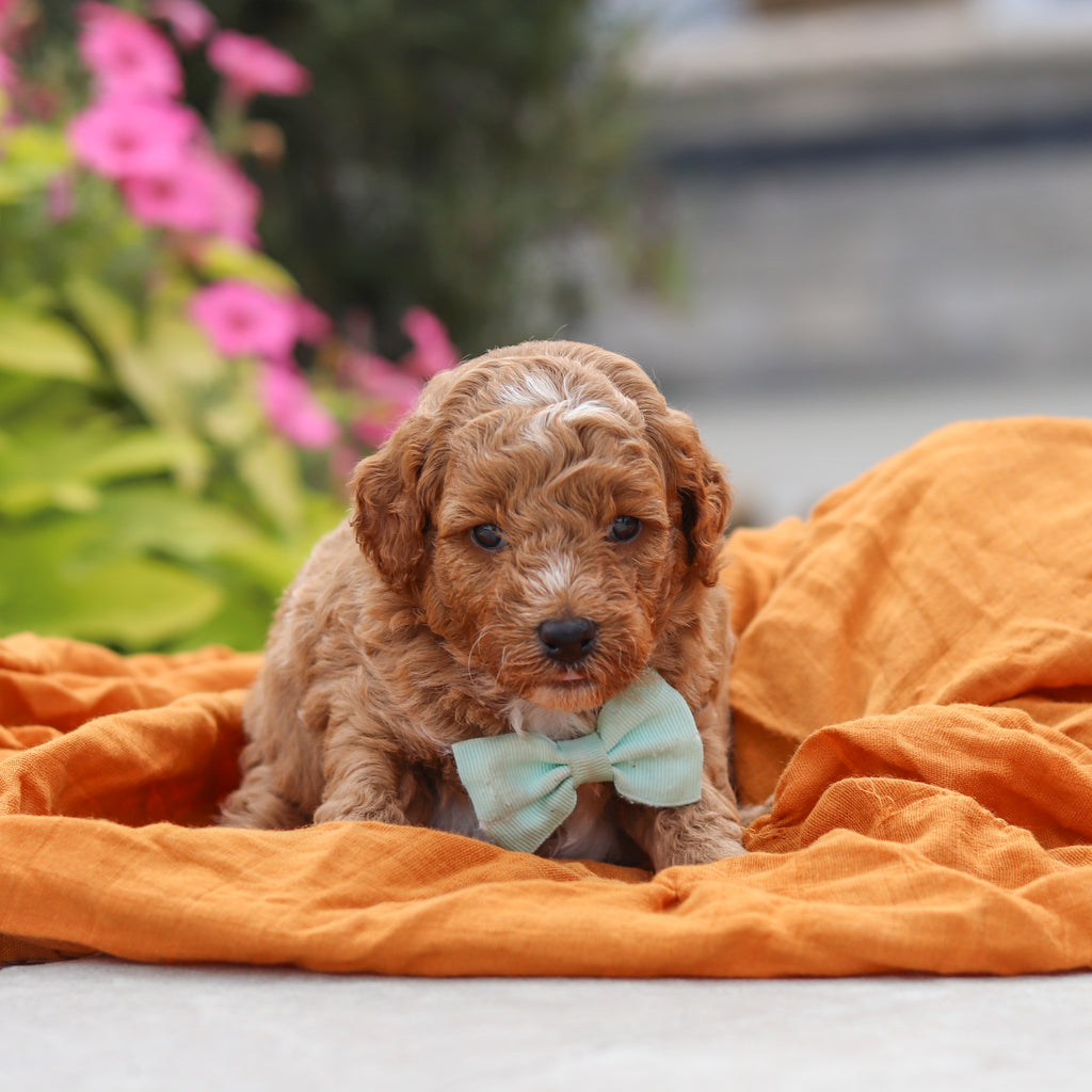 Vernon - Available 10/8