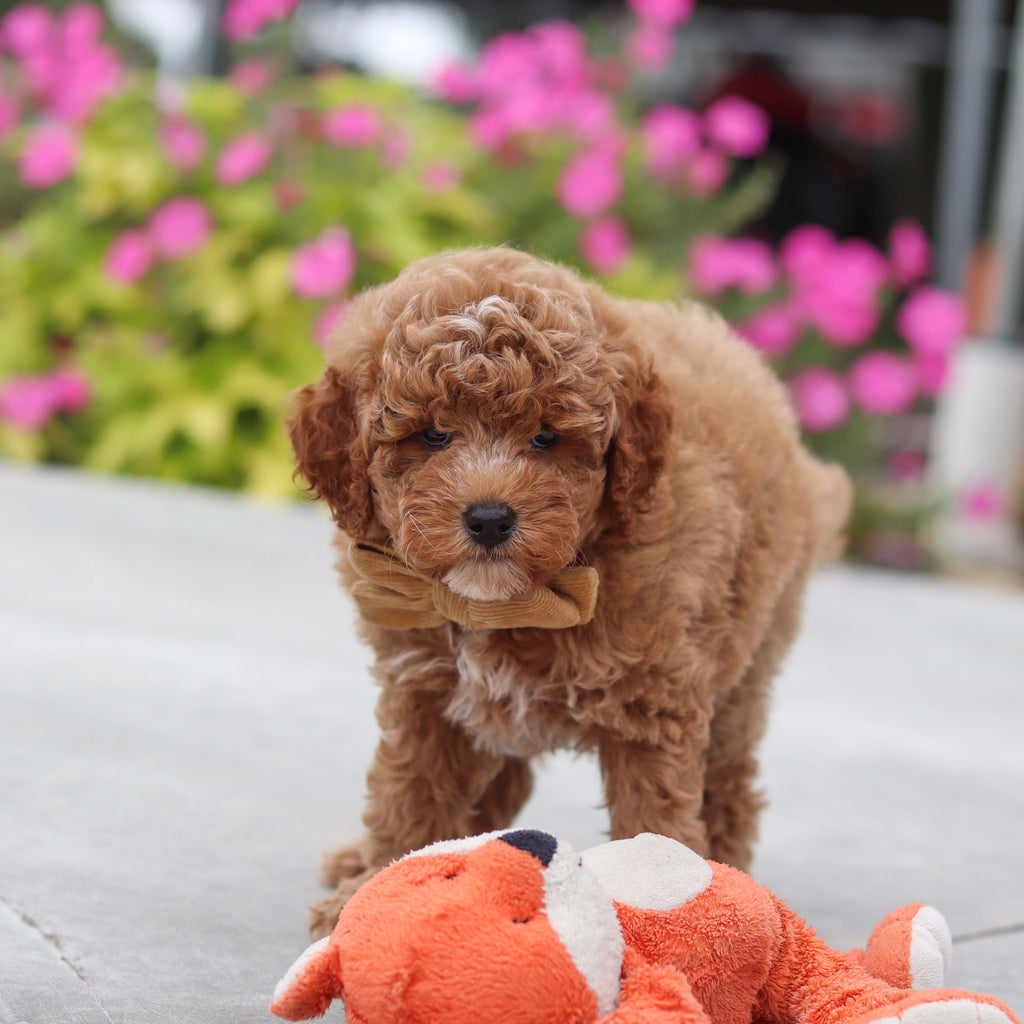 Vernon - Available 10/8
