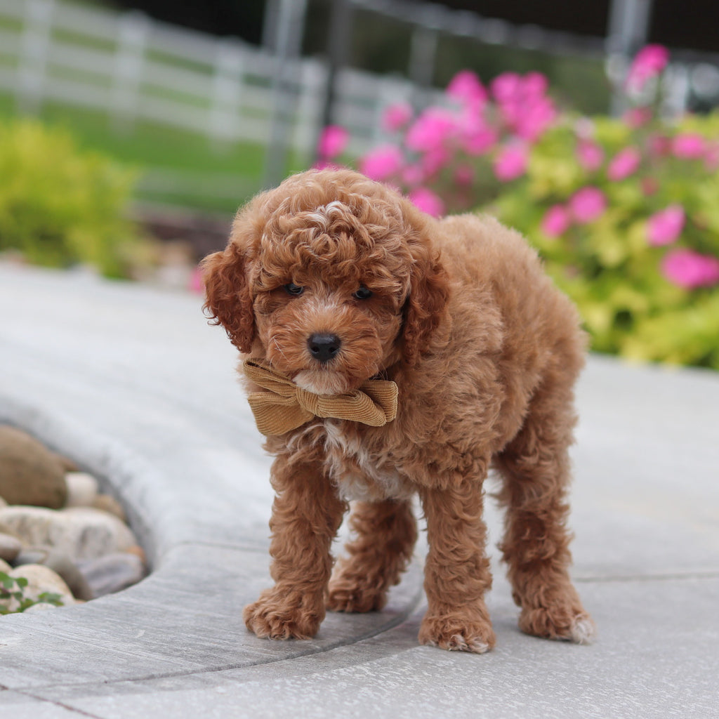 Vernon - Available 10/8