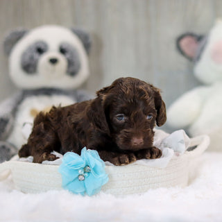 Asher - Available 11/19
