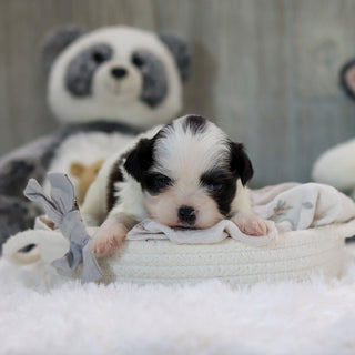 Ollie - Available 11/19
