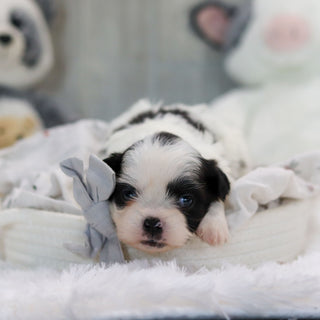 Ollie - Available 11/19
