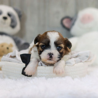 Oscar - Available 11/19