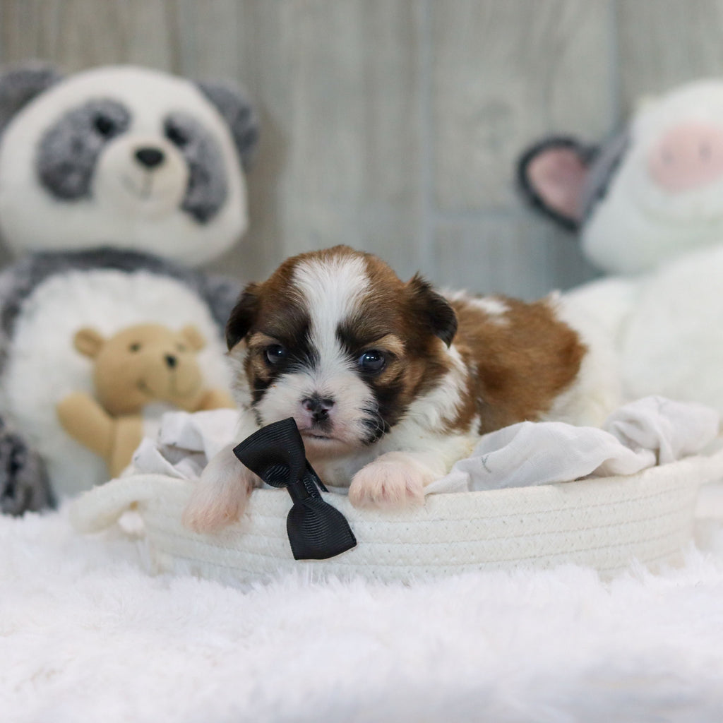 Oscar - Available 11/19