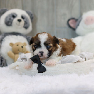 Oscar - Available 11/19