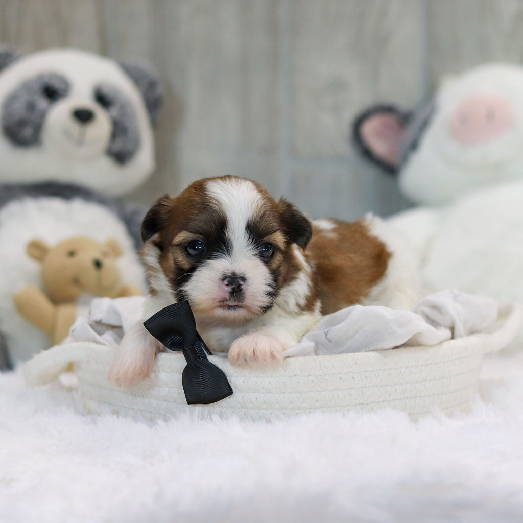 Oscar - Available 11/19