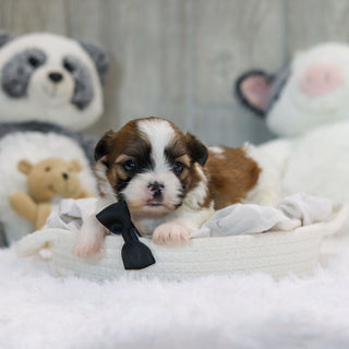 Oscar - Available 11/19