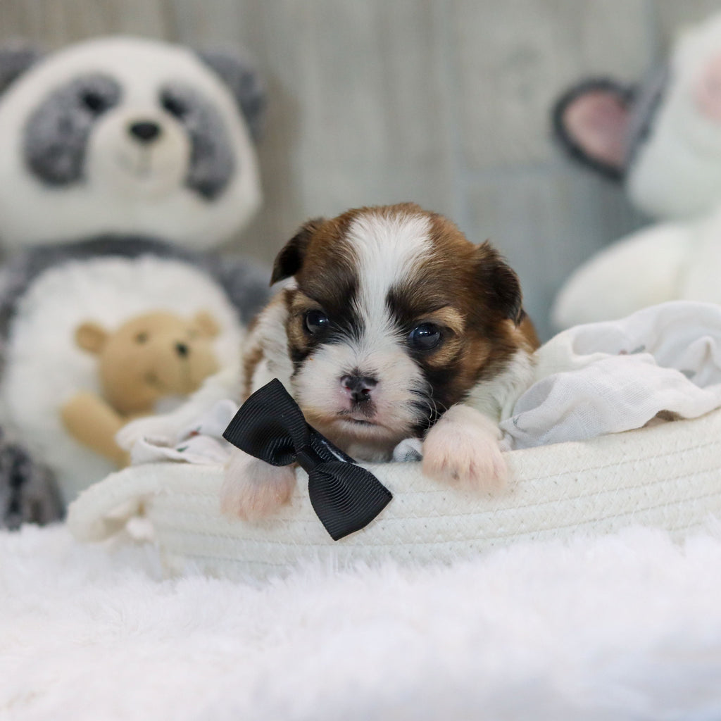 Oscar - Available 11/19