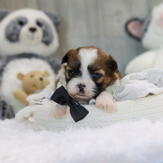 Oscar - Available 11/19