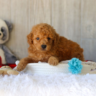 Moose - Available 11/25