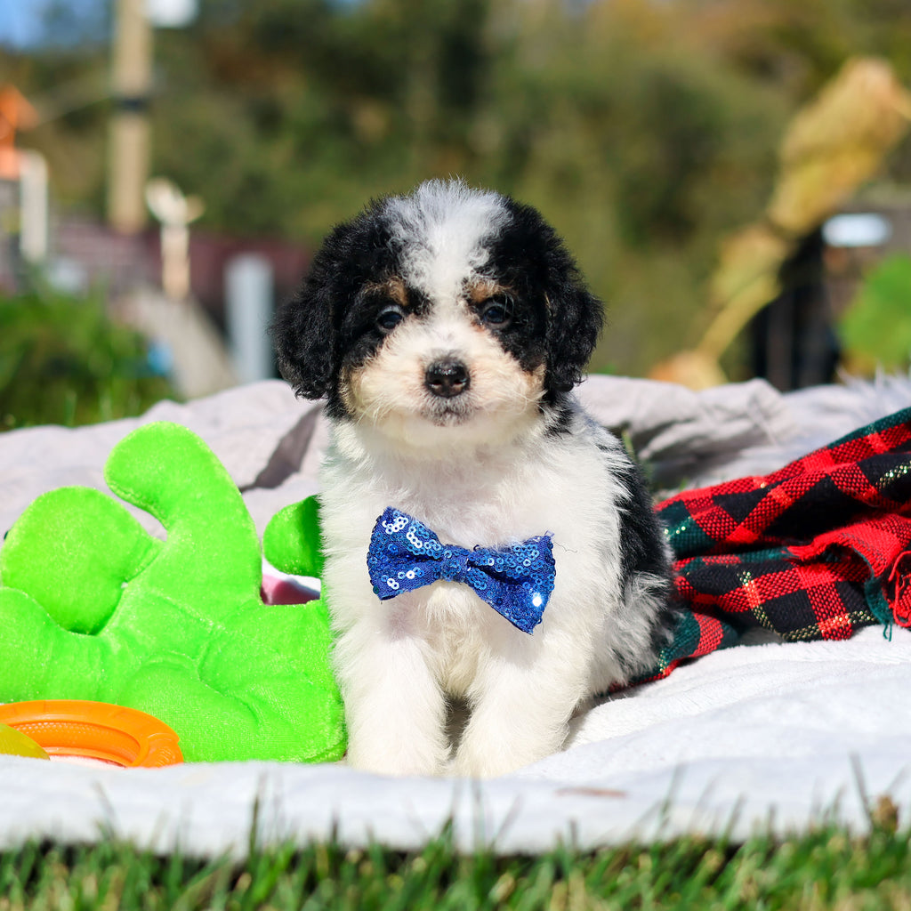 Alvin - Available 10/29