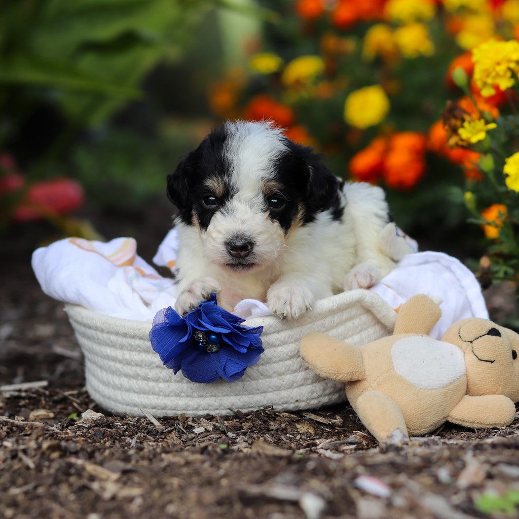 Alvin - Available 10/29