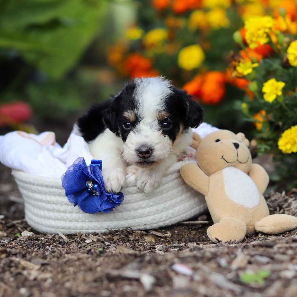 Alvin - Available 10/29