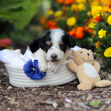 Alvin - Available 10/29