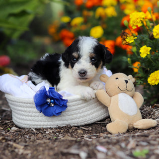 Alvin - Available 10/29