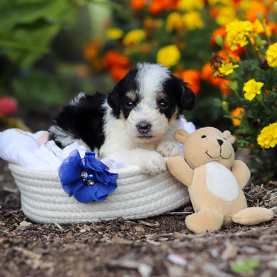 Alvin - Available 10/29