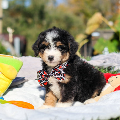 Alister - Available 10/29