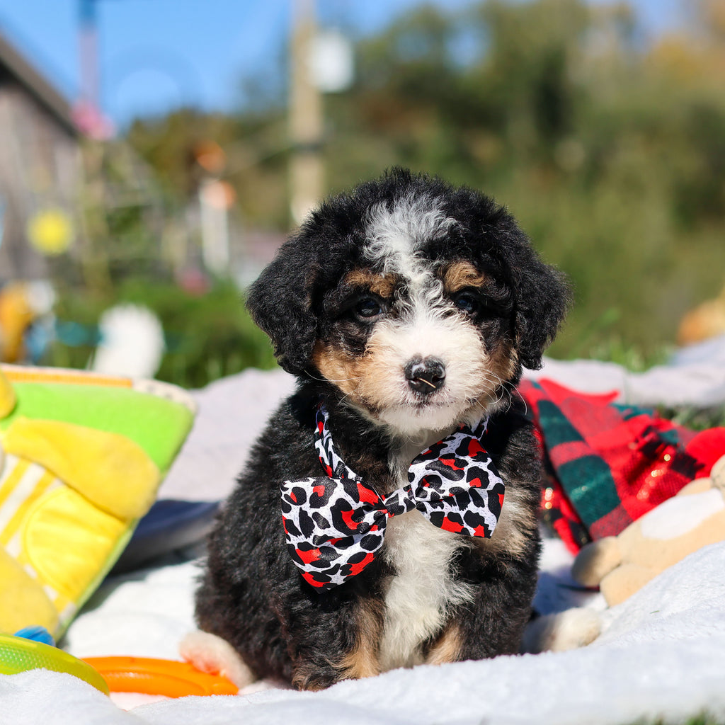 Alister - Available 10/29