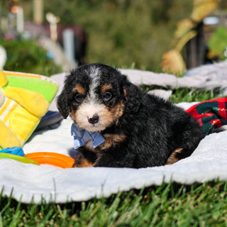 Artie - Available 10/29