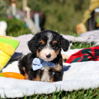 Artie - Available 10/29