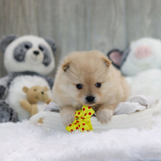 Petey - Available 11/12