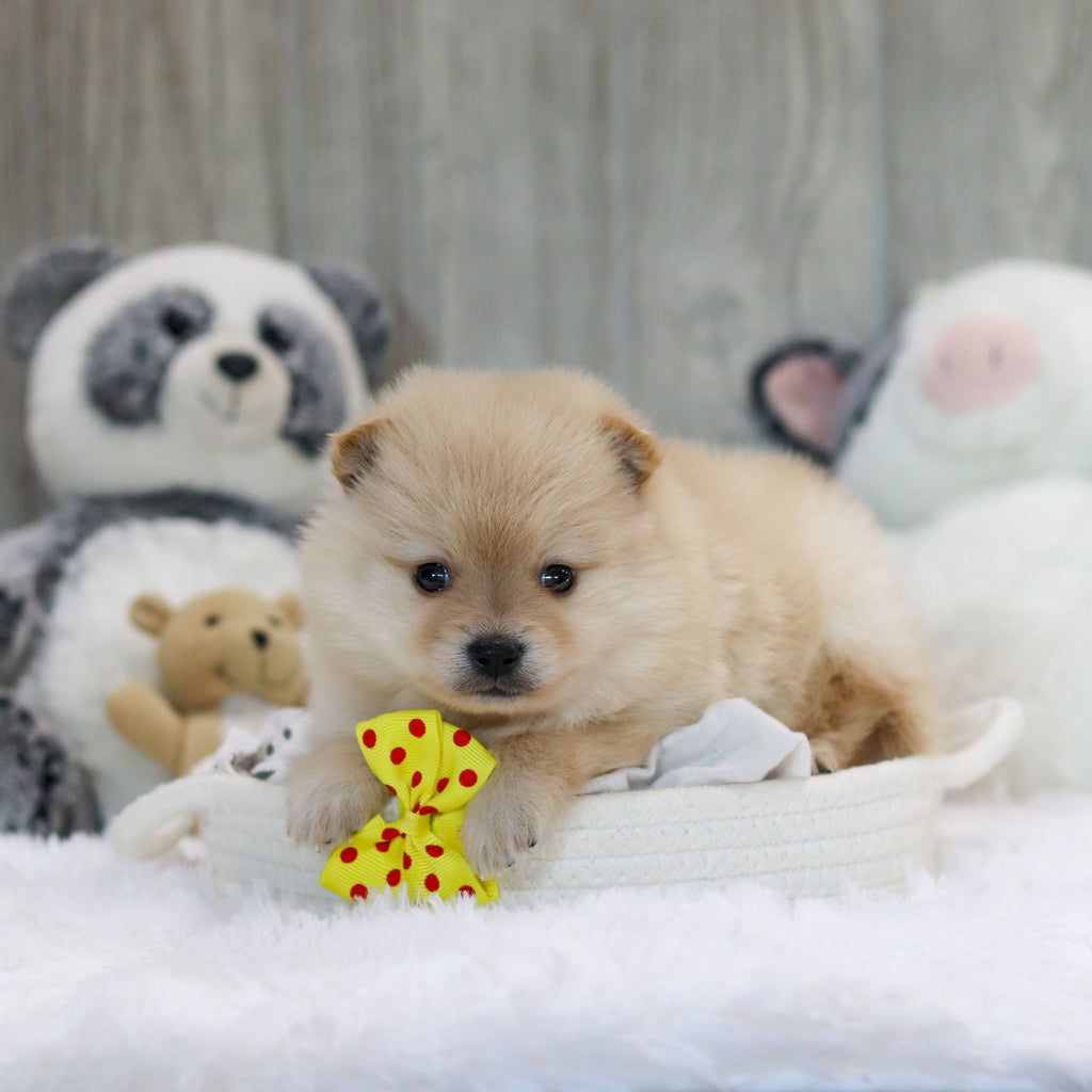 Petey - Available 11/12