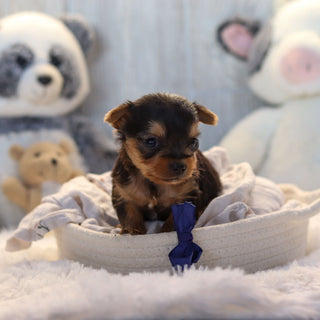Lenny - Available 11/19