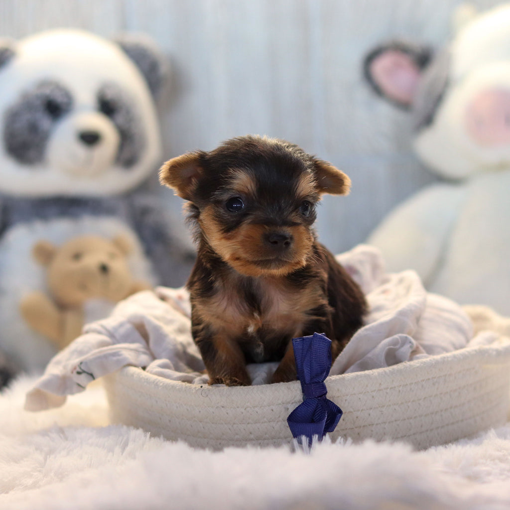 Lenny - Available 11/19