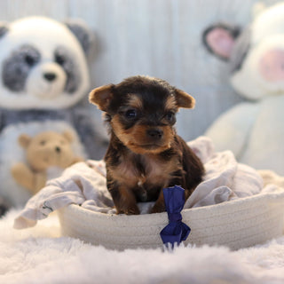 Lenny - Available 11/19