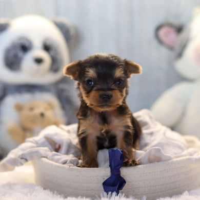 Lenny - Available 11/19