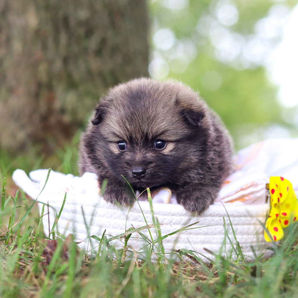 Blake - Available 10/15
