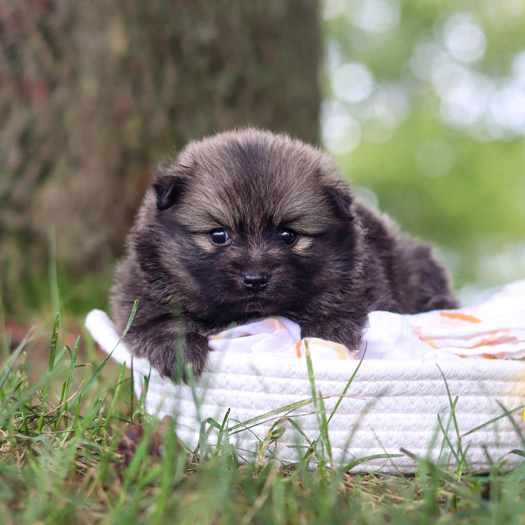 Blake - Available 10/15