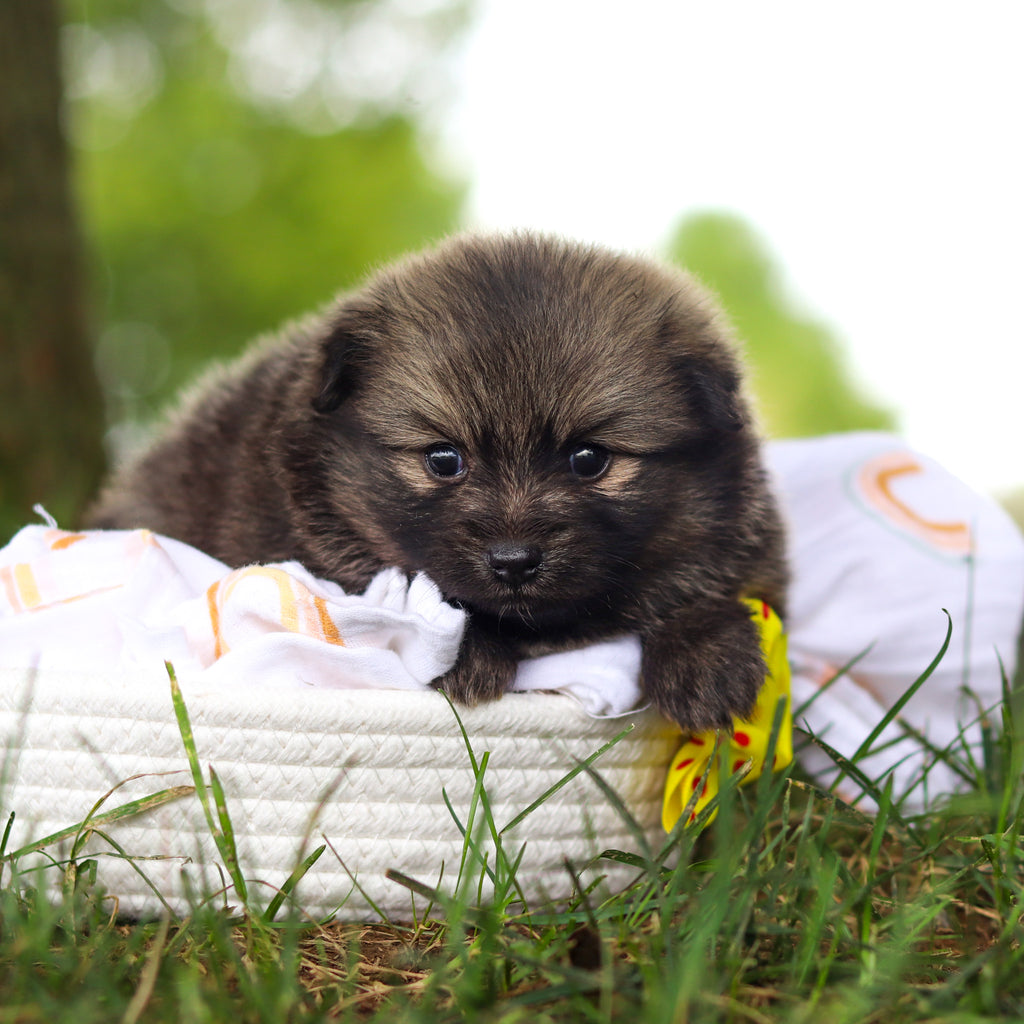 Blake - Available 10/15