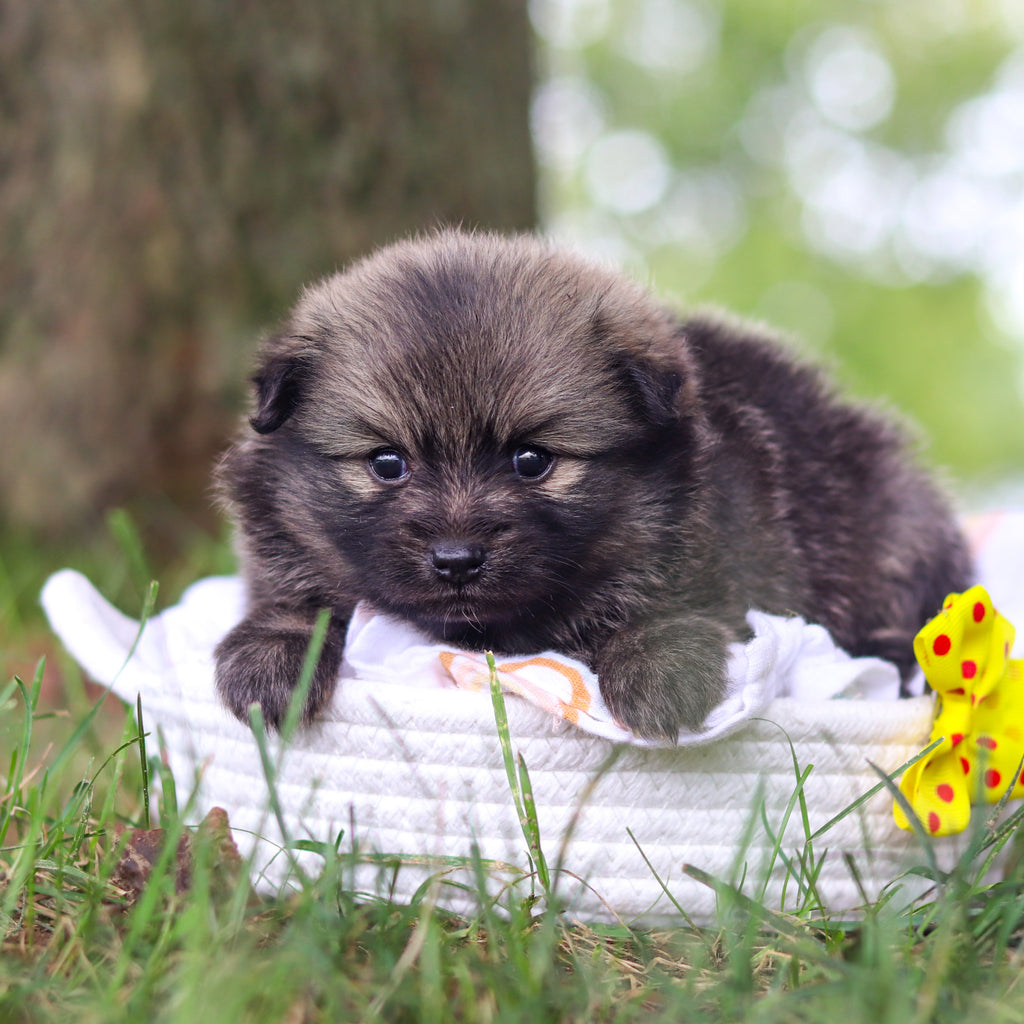 Blake - Available 10/15