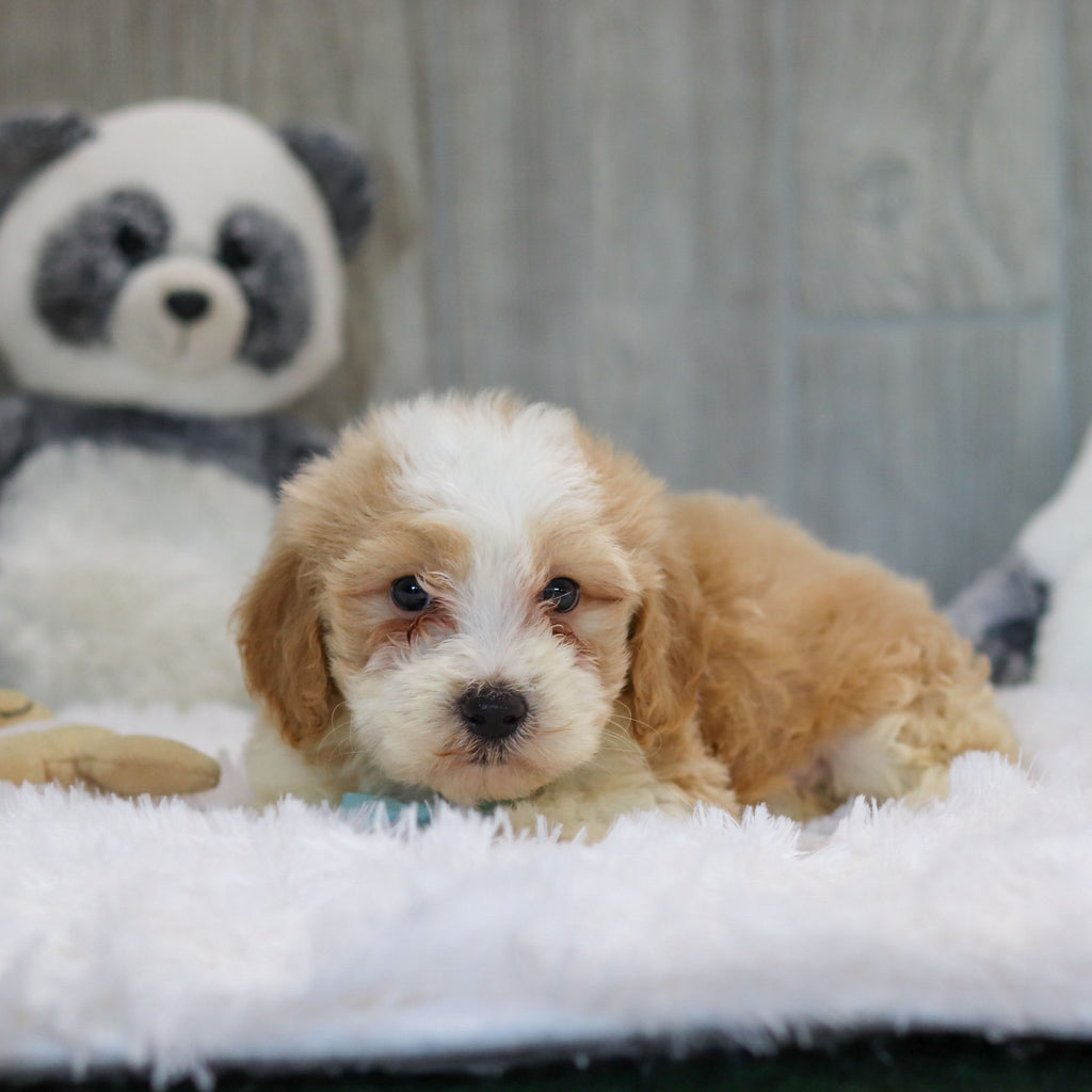 Jace - Available 10/29