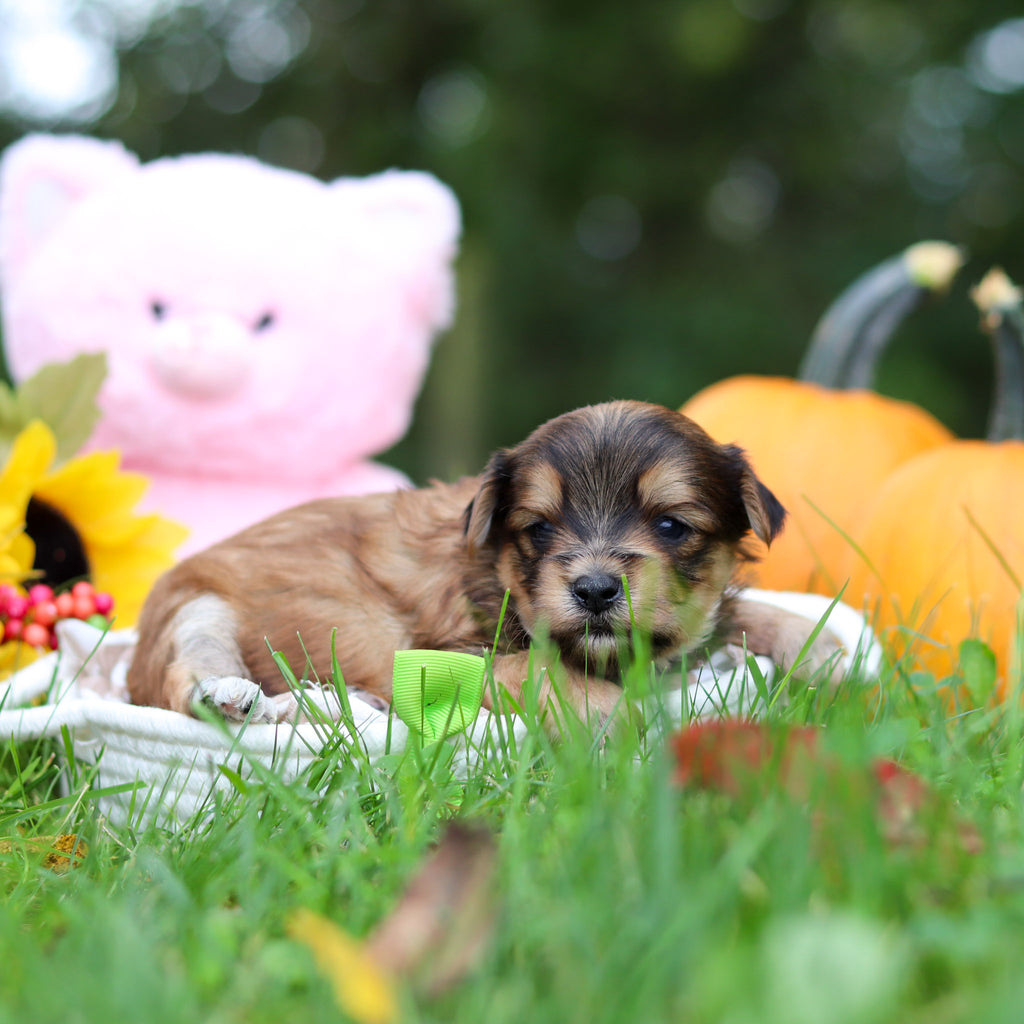 Sanford - Available 10/29