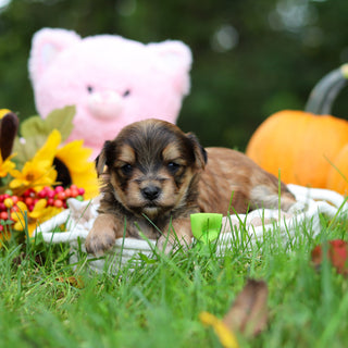 Sanford - Available 10/29