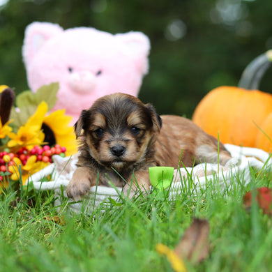 Sanford - Available 10/29