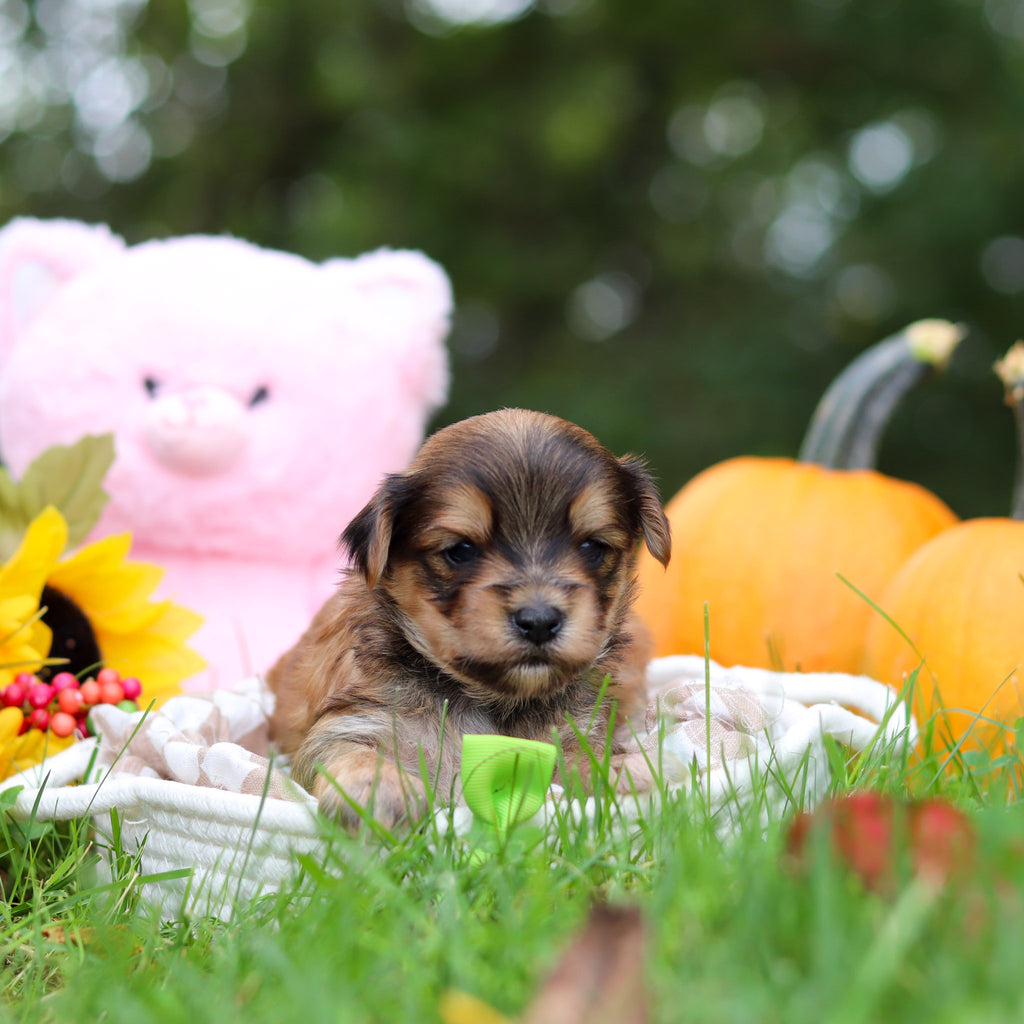 Sanford - Available 10/29